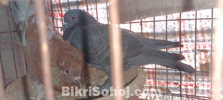 Desi raj golla kobutor